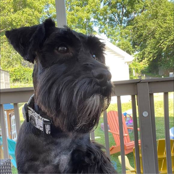 Meet your Posher, Kyle - Picture 1 of 1